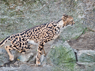 しゃがんでいるスリムなキングチーターさん