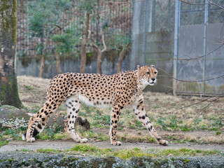 微笑んでいるチーターさん