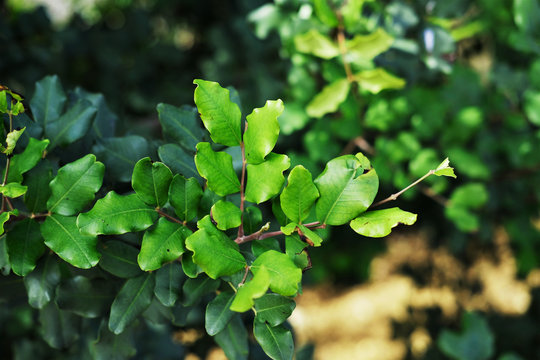 carob tree (Ceratonia siliqua) leaves