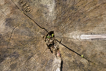 Wood stump closeup background.