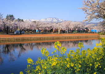 高田公園の桜と菜の花