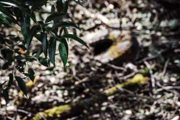 Abandoned old tire pollutes the forest