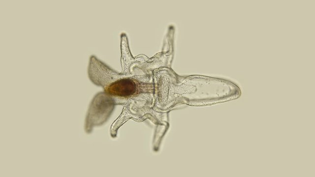 The Larva Of The Starfish Asteroidea, Under The Microscope, At The Bipinnaria Stage, The Next Stage Is Brachiolaria, And Then The Star Itself Appears