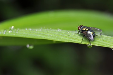 A fly perched on a leaf