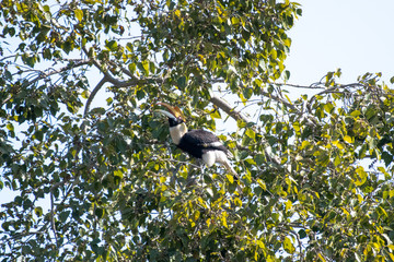 great hornbill also known as the concave-casqued hornbill, great Indian hornbill or great pied hornbill, is one of the larger members of the hornbill family