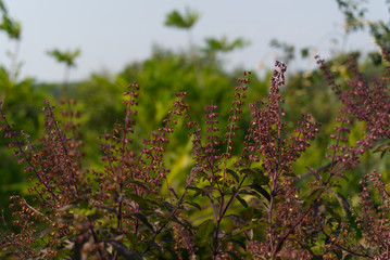basil flower in the garden.
