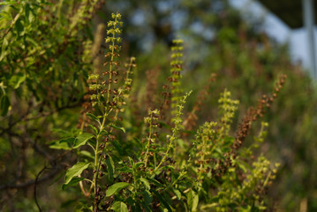 basil flower in the garden.