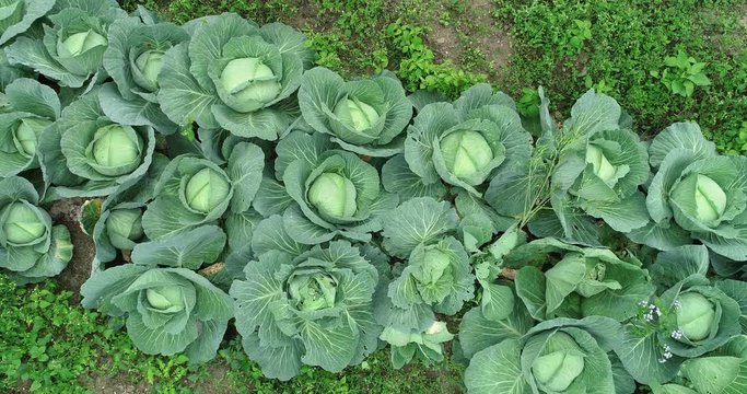 Aerial view of green lettuce growing at vegetable garden  