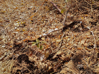 Snake molting skin on dry leaves in the forest