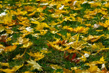Yellow orange maple leaves laying on the ground. Beautiful autumn maple leaves. Organic beauty. Autumn season forest background. Fall nature.