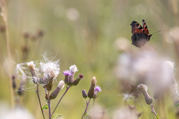 A butterfly flying through grassland and flower buds in the sunshine