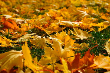 Yellow orange maple leaves laying on the ground. Beautiful autumn maple leaves. Organic beauty. Autumn season forest background. Fall nature.