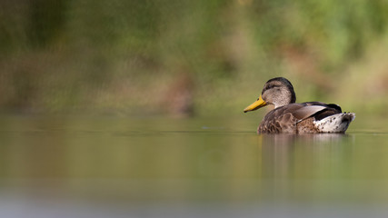 A female mallard swimming across a mirror smooth lake