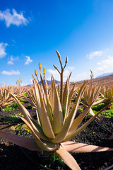 Aloe vera field; Furteventura, Canary Islands