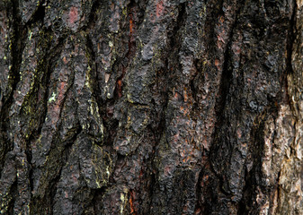 tree bark