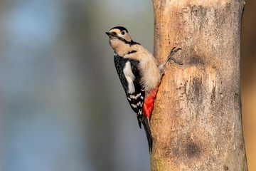 Dendrocopus Major  the european Great Spotted Woodpecker perched on a tree trunk
