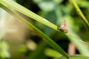 A delicate speckled wood butterfly perched on a leaf in the sunshine
