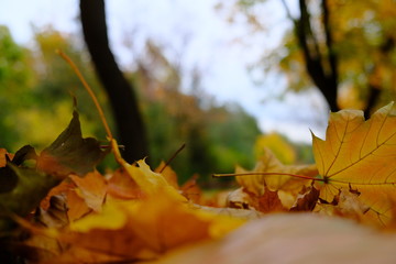 Maple leaves on the ground. Orange leaves on the ground in park. Texture, background.