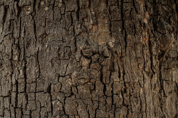 tree bark texture