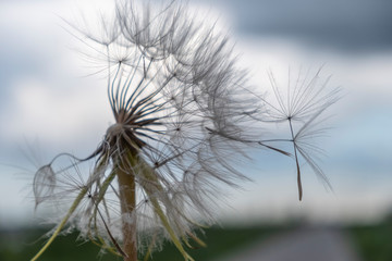 Fototapeta premium Dandelion. Dandelion seeds on a sky background.