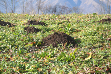 Naklejka na ściany i meble Molehills on lawn in the garden. Damaged lawn by European mole also known as Talpa Europaea