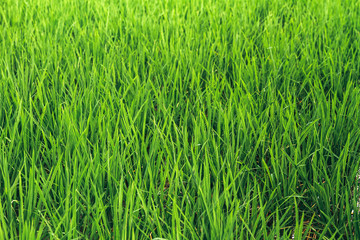 paddy background of green grass
