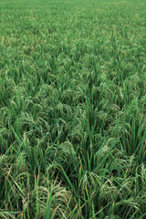 green wheat field