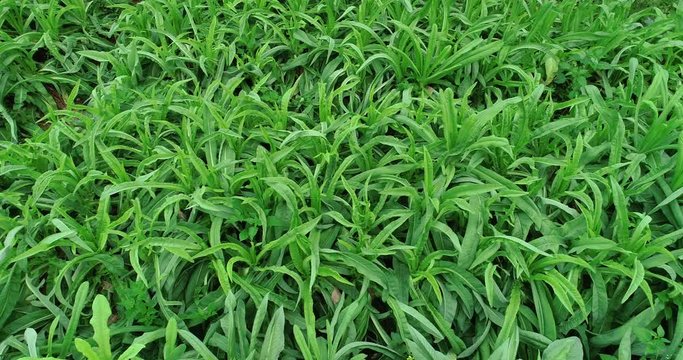 Aerial view of green asparagus lettuce growing at vegetable garden  