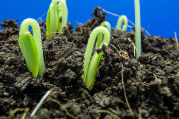 Green plant sprouts from the soil