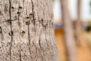 texture of tree bark