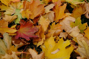 Yellow orange maple leaves laying on the ground. Beautiful autumn maple leaves. Organic beauty....