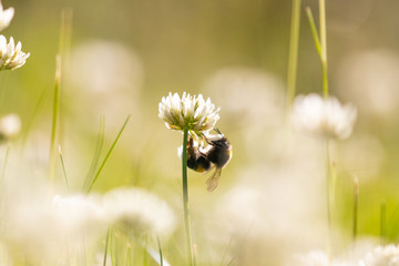 A bee hanging precariously underneath a delicate white clover flower in the hazy sunshine