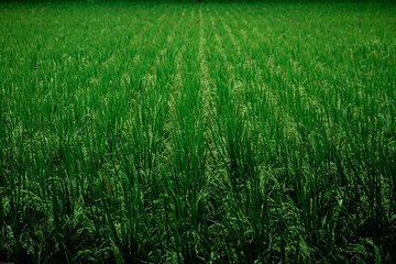 grass and background