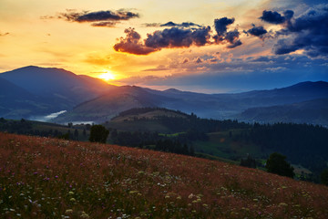wildflowers, meadow and beautiful sunset in carpathian mountains - summer landscape, spruces on hills, dark cloudy sky and bright sunlight
