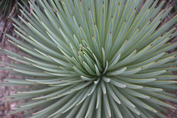 Cactus du Mexique