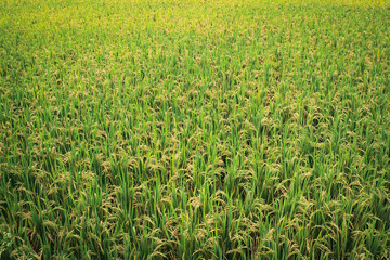 green wheat field