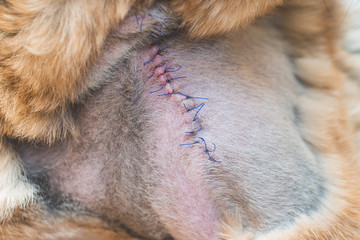 surgical suture on the dog. suture after surgery in a dog.