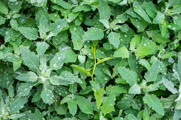 Green leaves with rain drops on them. Droplets on leaves.