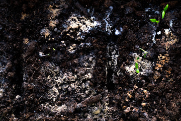 plants earth multicolored mold stones texture background dead seedlings