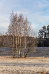 trees in winter