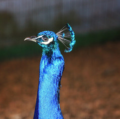 portrait of a peacock