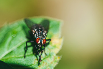 a house fly sits on a green leaf of a plant. Flies are carriers of infection and diseases