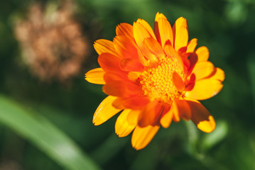 calendula flower close-up. Bright orange, illuminated by the spring sun. Selective focus macro shot with shallow DOF blurred image