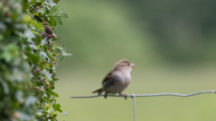 A sparrow cautiously peeking out of a hedgerow at another sparrow perched on a fence