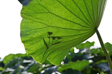 안산에있는관곡지입니다