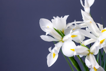 Fototapeta na wymiar white irises flowers on a decorative background