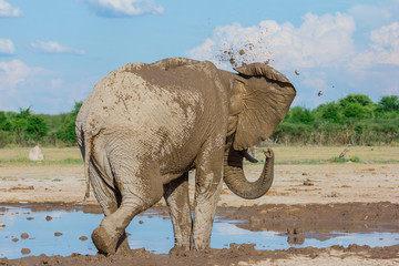 Elefant