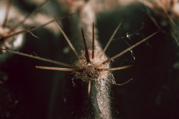 spider on leaf