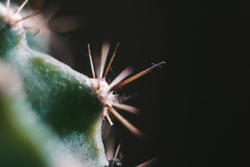 closeup of a cactus