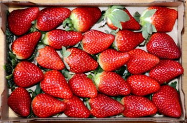 fresh strawberries in a box